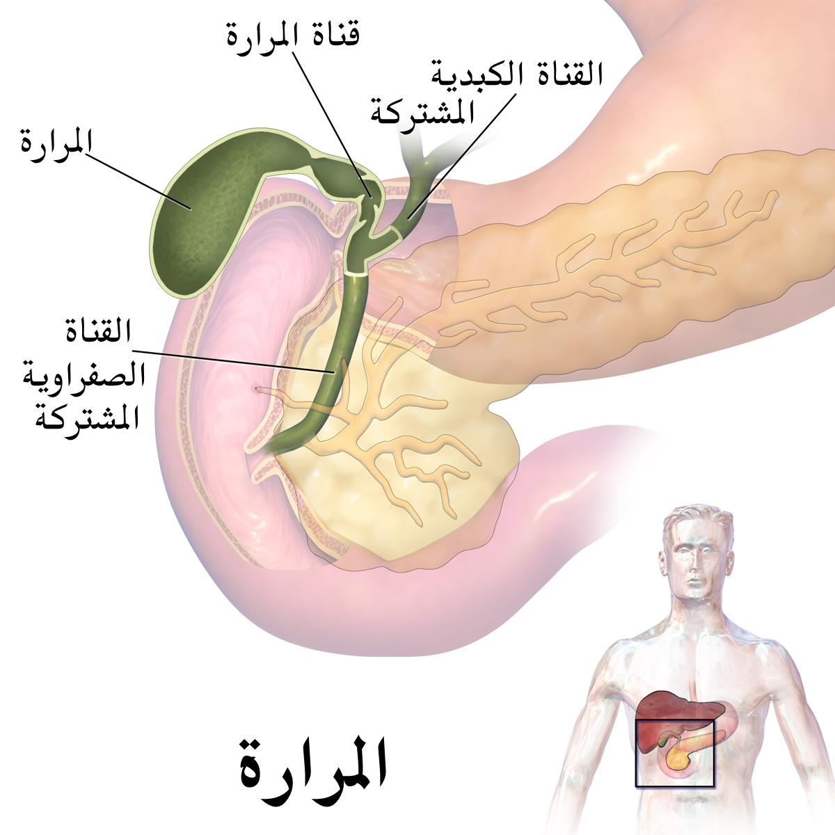 انسداد القناة المرارية - خطورة انسداد القناة المرارية على الجسم 3264