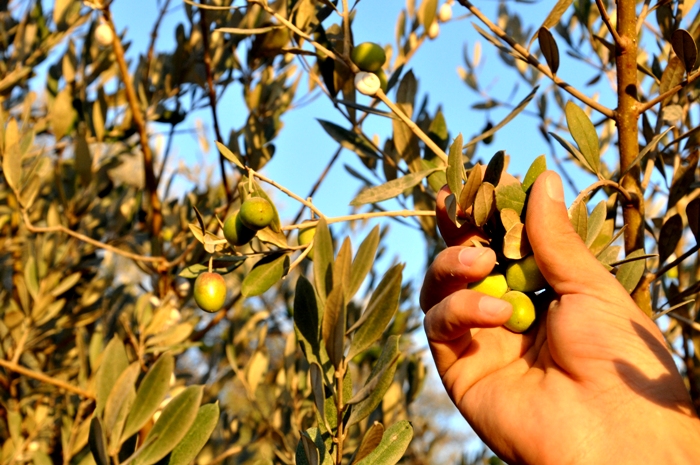 تفسير حلم قطف الزيتون , الزيتون وجمعه فى المنام