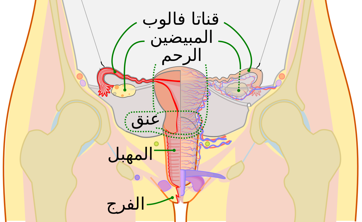 جسم المراة منمخ الداخل , ما لاتعرفه المراة عن جسمها بالتفصيل