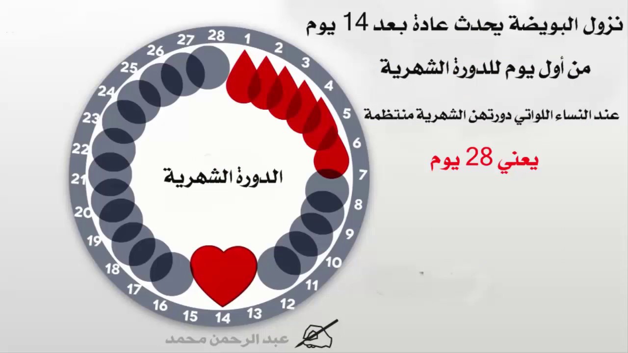 ماهي ايام التبويض لحدوث الحمل - كيفيه حساب ايام التبويض لزيادة فرص الحمل 477 2