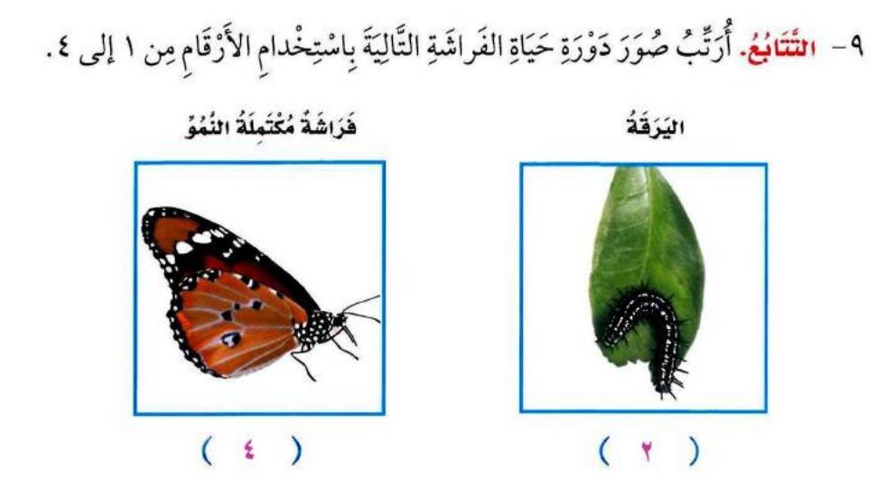 بالصور دورة حياة الفراشة , هل تعلم ان الفراشه لها مراحل لتكوينها شاهد لتعرف