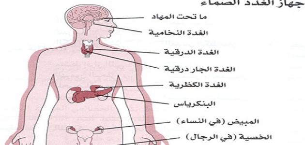 ماهي اكبر غدة في جسم الانسان - اكبر الغدد المتواجدة فى جسم الانسان 88 3