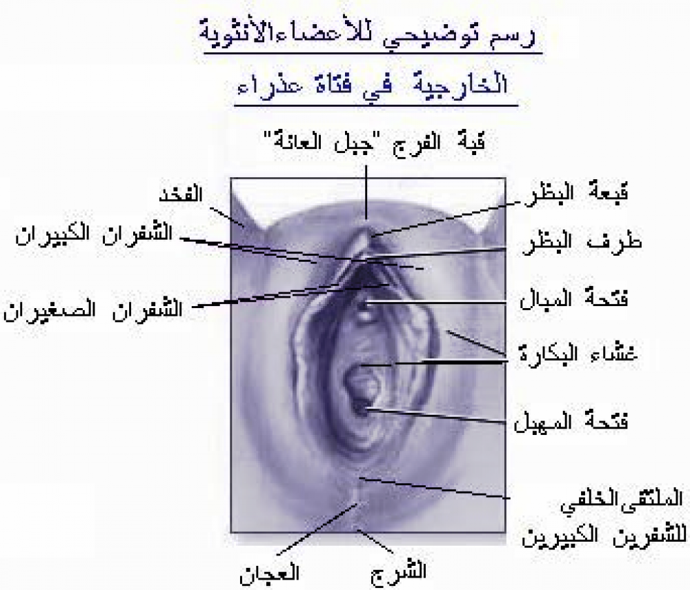 تركيب غشاء بكارة بنفسك - ما هو غشاء البكارة وانواعه 3268