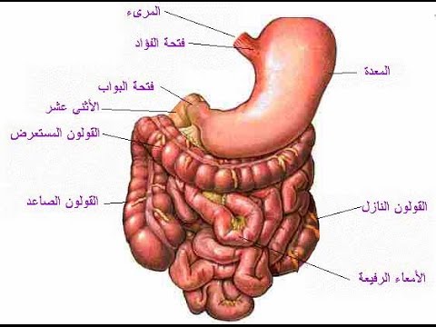 الامراض التي تصيب الجهاز الهضمي - علاج الام البطن 2169