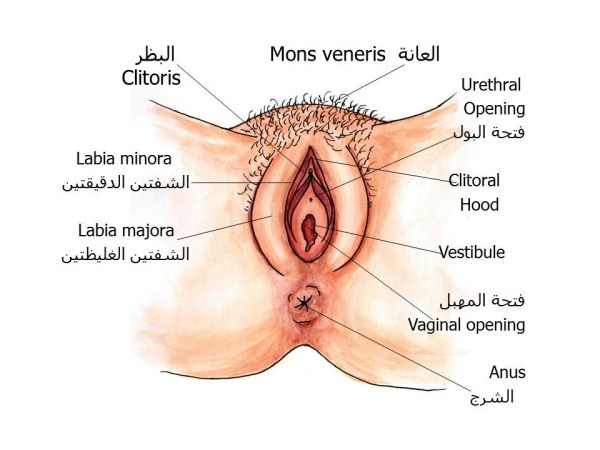 شكل فتحة المهبل - تعدد اشكال المهبل 3398 2