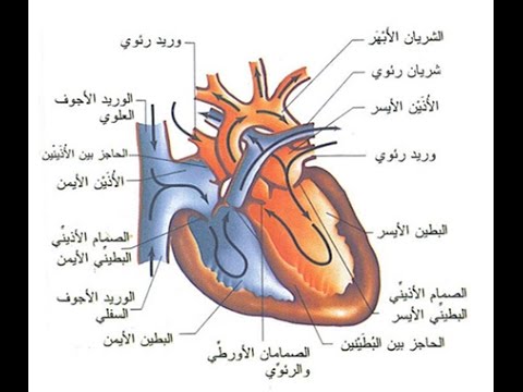 امراض القلب والشرايين وعلاجها , احمي نفسك من امراض القلب