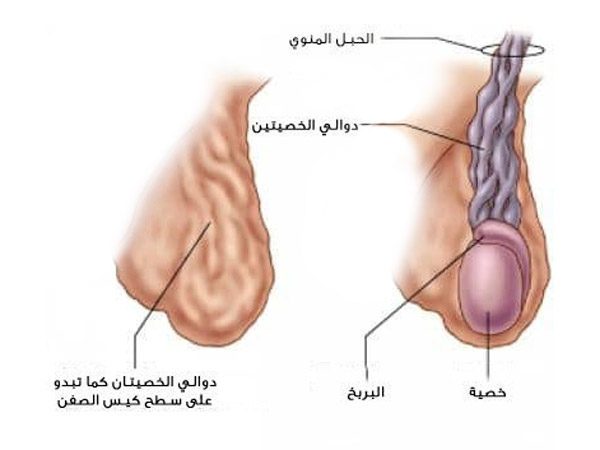 هل تؤثر دوالي الخصية على الانتصاب , خلل في الجسم