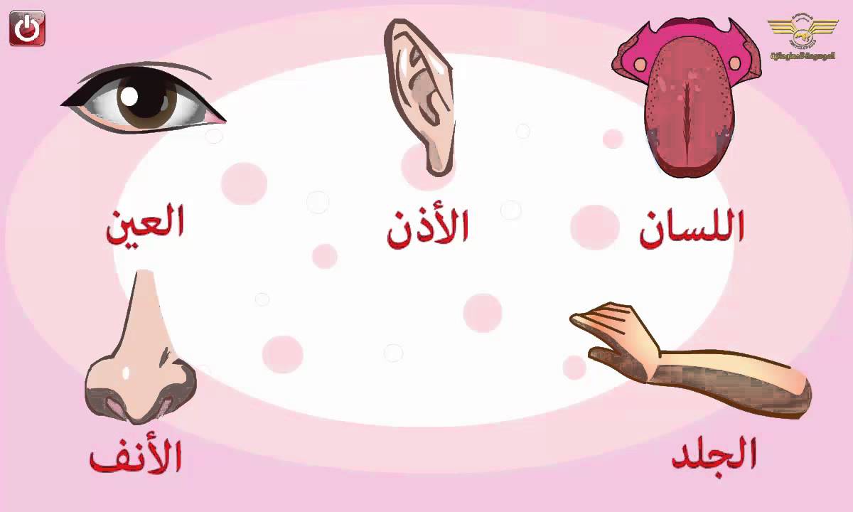 الحواس الخمس بالصور - عرف ابنك اهميه الحواس الخمسه 731 12