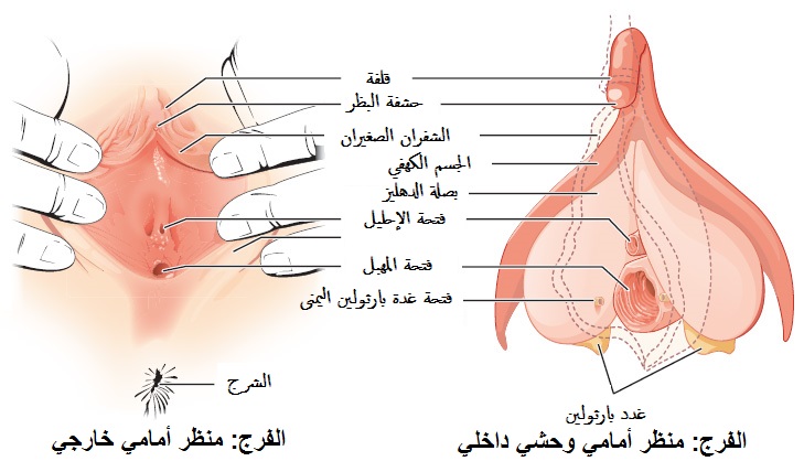 شكل فتحة المهبل - تعدد اشكال المهبل 3398 3