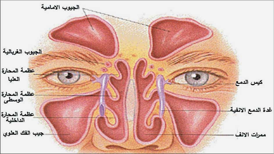 اسباب الدوخة وعدم الاتزان المستمر - ما الاشياء التي يمكن ان تعرض الجسم للدوخه وعدم الاتزان 424 1