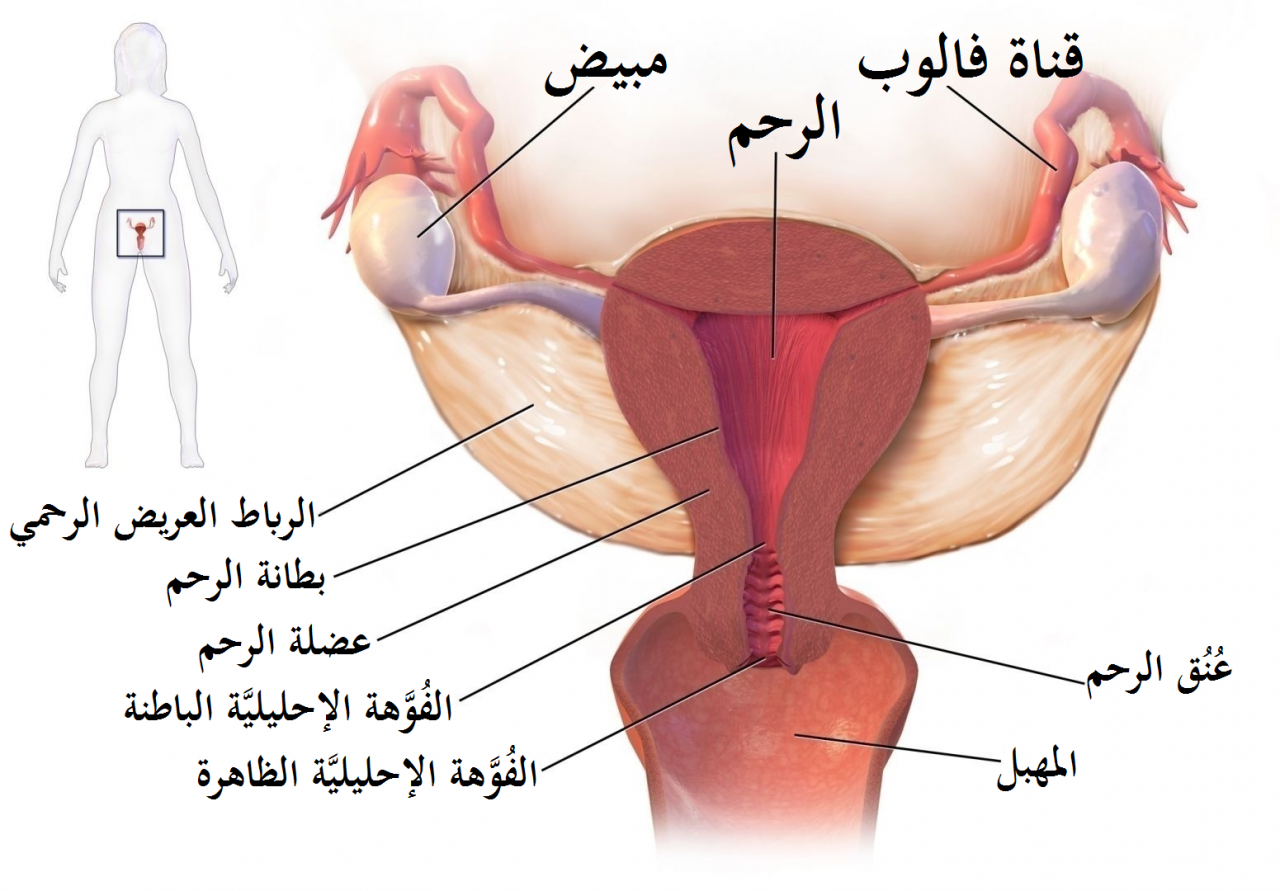 شكل فتحة المهبل - تعدد اشكال المهبل 3398 1