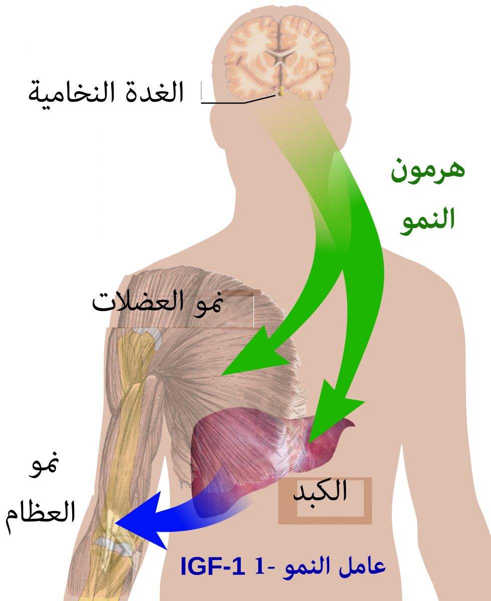 نقص هرمون الكورتيزول - اعراض الإصابه بارتفاع هرمون الكورتيزول 3772 2