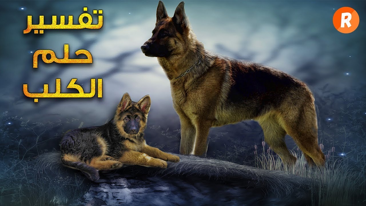 تفسير حلم كلب يهاجمني - راي مفسرو الاحلام في حلم الكلاب 581