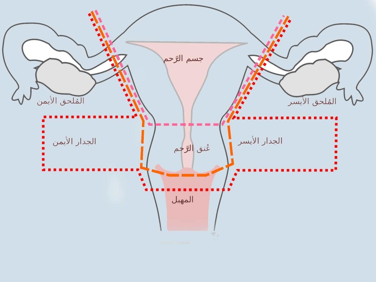 شكل فتحة المهبل - تعدد اشكال المهبل 3398 1