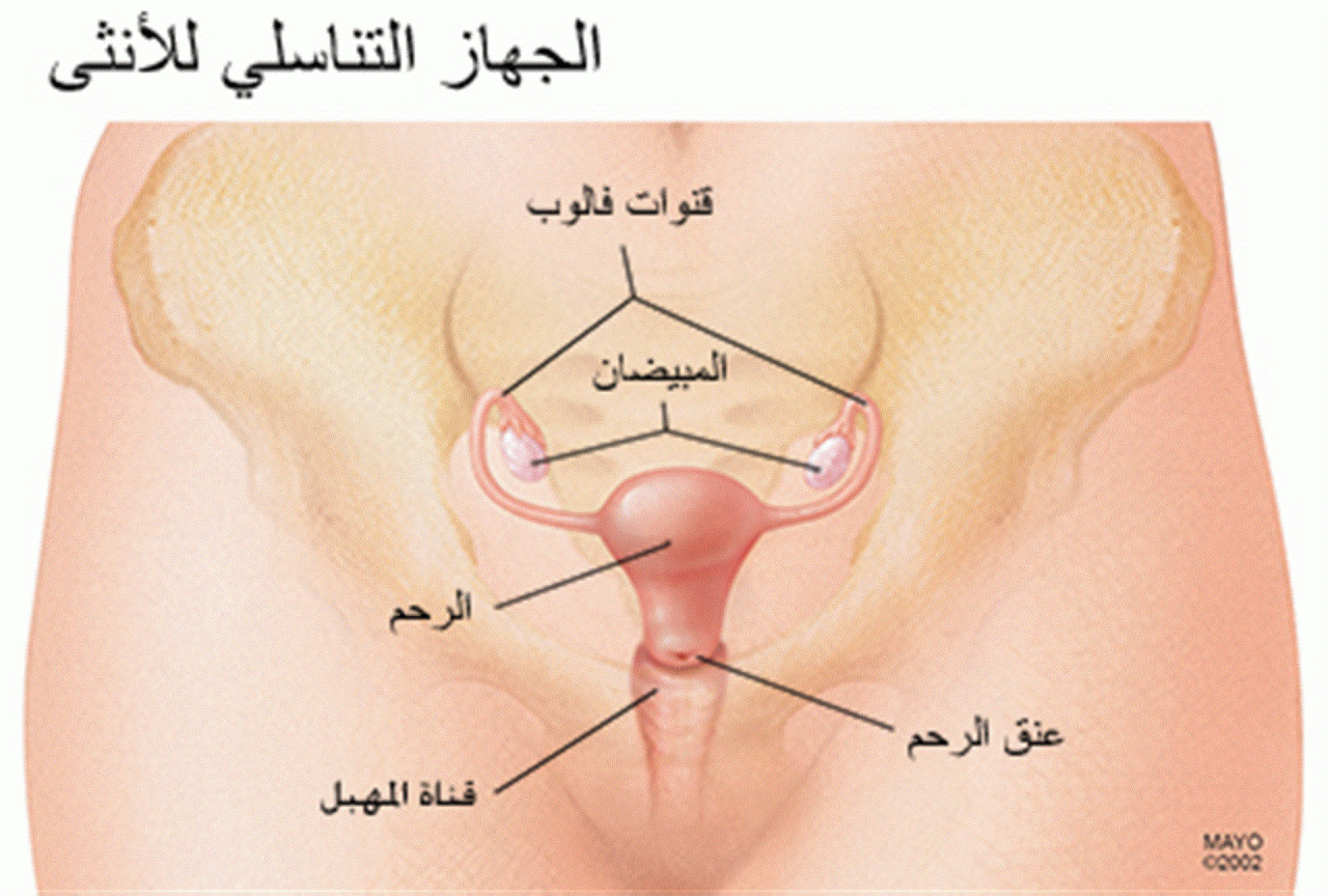 شكل فتحة المهبل - تعدد اشكال المهبل 3398 1