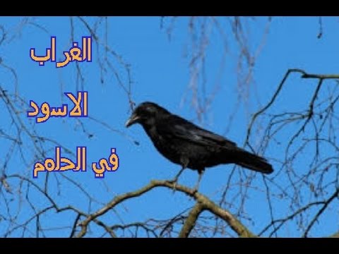 رؤية الغراب في المنام , لو حلمت بالغراب سيحدث لك هذا