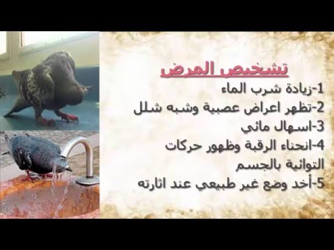 امراض الحمام وعلاجها - تعرف على الامراض التي يصاب بها الحمام والعلاج 646 2