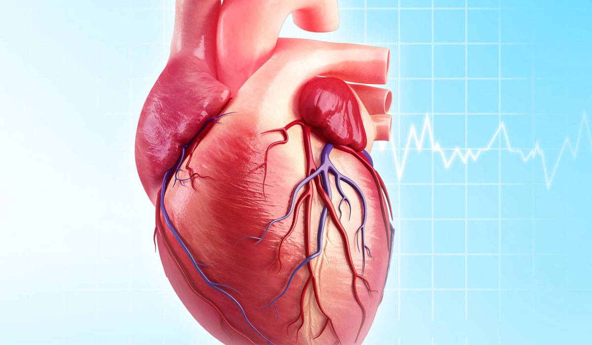 اعراض انتفاخ القلب , اسباب انتفاخ عضلة القلب وكيفية الوقاية منها