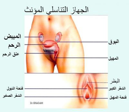 شكل رحم البنت العذراء , معلومات مهمة قد تفيدك عن غشاء البكارة