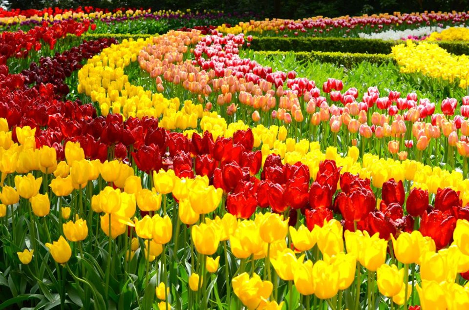وانواعها والورود بالصور اهم انواع النباتات الزهور 2996 6