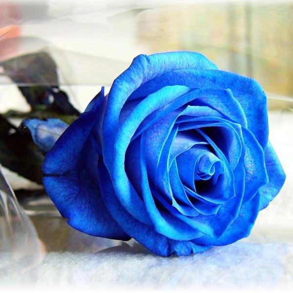 الوردة الزرقاء خلفيات ورد ازرق