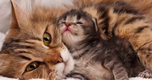 كيف قطتك حمل حامل تكتشف القطط اعراض 1551 3 310x165