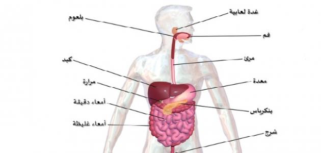 ما هو الجهاز الهضمي - نبذه مختصرة عن الجهاز الهضمي