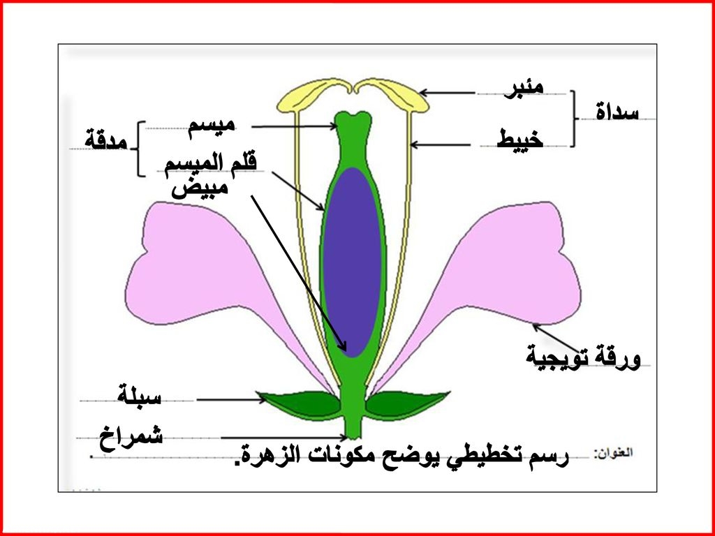 الاجزاء الخارجية للزهرة التي تتميز بالوانها الجميلة , تعرف عليها بالتفصيل